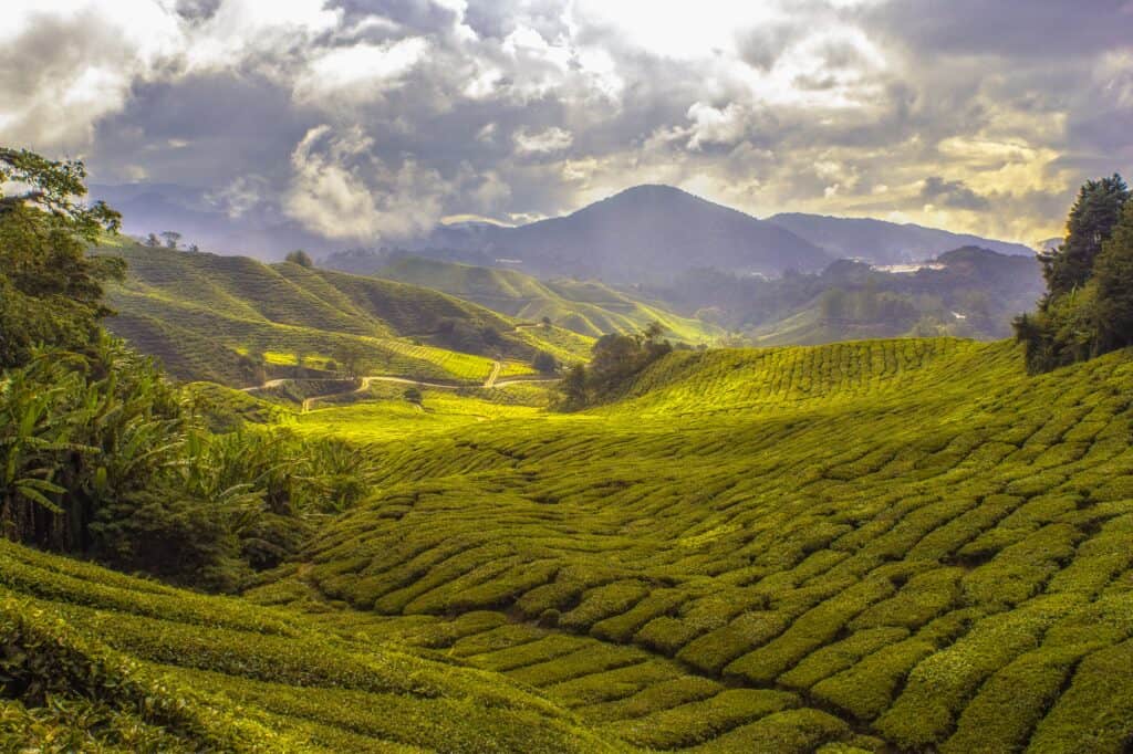 Which Teas Blend Well With Hibiscus Tea?